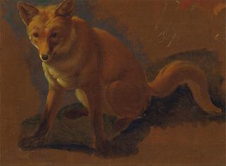 Study of a Fox
