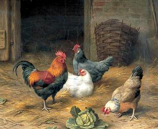 公鸡和三只母鸡