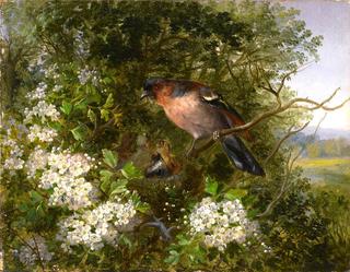 Hawthorn and Chaffinch