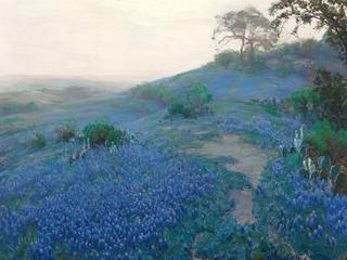 Blue Bonnet Field, Early Morning, San Antonio Texas