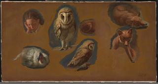 Studies of a Fox, a Barn Owl, a Peahen, and the Head of a Young Man