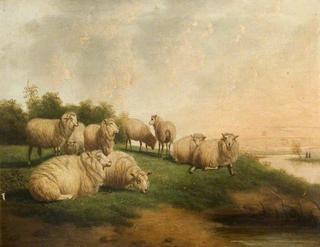羊群休息的风景