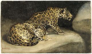 Two Jaguars in Their Lair (verso)