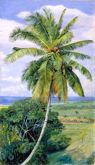 Study of Cocoanut Palm