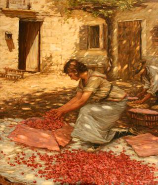 Packing Cherries in Provence, France