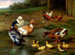 Chickens, Ducks and Ducklings Paddling
