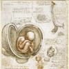 子宫内胎儿的研究