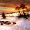 日落时在冬季景色中放羊
