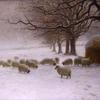 暴风雪中的羊