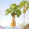 普拉斯林椰子的雌雄树
