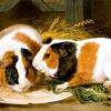 亨丽埃塔·沃德的宠物豚鼠的双重肖像