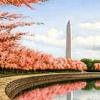 华盛顿潮汐盆地樱花盛开