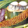 塞舌尔椰子的雄花序和成熟坚果