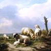风景中的羊