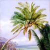 塞舌尔马埃岛的六头椰子树