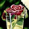 玻璃杯里的玫瑰