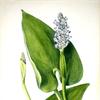 Pickerelweed (Pontederia cordata)