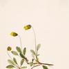 Yellow Dryad (Dryas drummondii)
