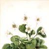 Oconee-Bells (Shortia galacifolia)
