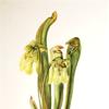 Hooded Pitcherplant (Sarracenia minor)