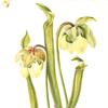 Hybrid Pitcherplant (Sarracenia minor)