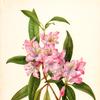 Rose-Bay Rhododendron (Rhododendron carolinianum)
