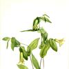 Wood Merrybells (Uvularia perfoliata)