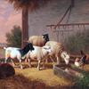 马厩里的羊、羊和鸡