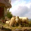 牛棚边的绵羊和山羊