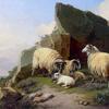 在岩石露头吃草的羊