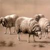 四只羊吃草