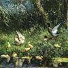 池塘上的鸭子家庭