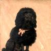 一只黑色狮子狗的肖像