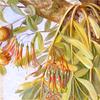 澳大利亚檀香木配槲寄生和鸸鹋鹪鹩，西澳大利亚