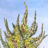 Puya chilensis (Chilli)