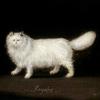 普赛克，一只白色波斯猫