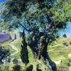 客西马尼花园里的橄榄树
