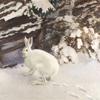 篱笆边的冬兔