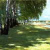 旺西的艺术家花园：湖边的桦树
