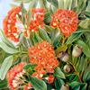 西澳大利亚一种树胶树和忍冬的花和种子容器