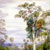 白胶树和棕榈树，新南威尔士州伊拉瓦拉
