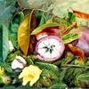 牙买加，棉花的叶、花、种子容器和星苹果果实