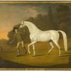 詹姆斯休·史密斯·巴里的灰色种马被新郎牵着