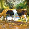 在溪流中饮水的牛，泽纳，康沃尔