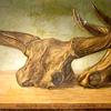 梅尔克沙姆牛（在威尔特郡梅尔克沙姆的埃文发现的原始牛头骨）