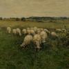 在开阔地里吃草的羊