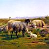 羊和羊