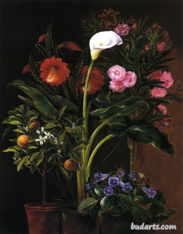 有链霉菌、夹竹桃、马蹄莲、仙人掌花和桔树的静物画