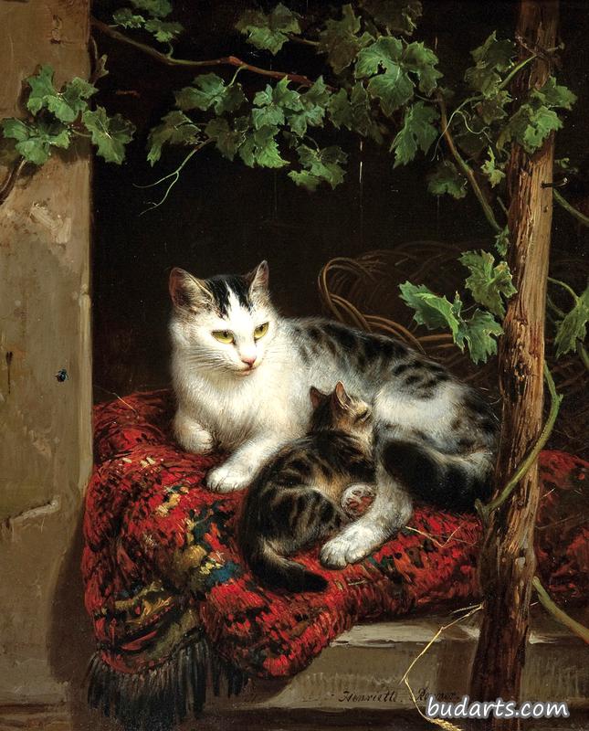 猫与猫