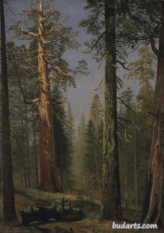 加利福尼亚州马里波萨格罗夫的灰熊巨杉